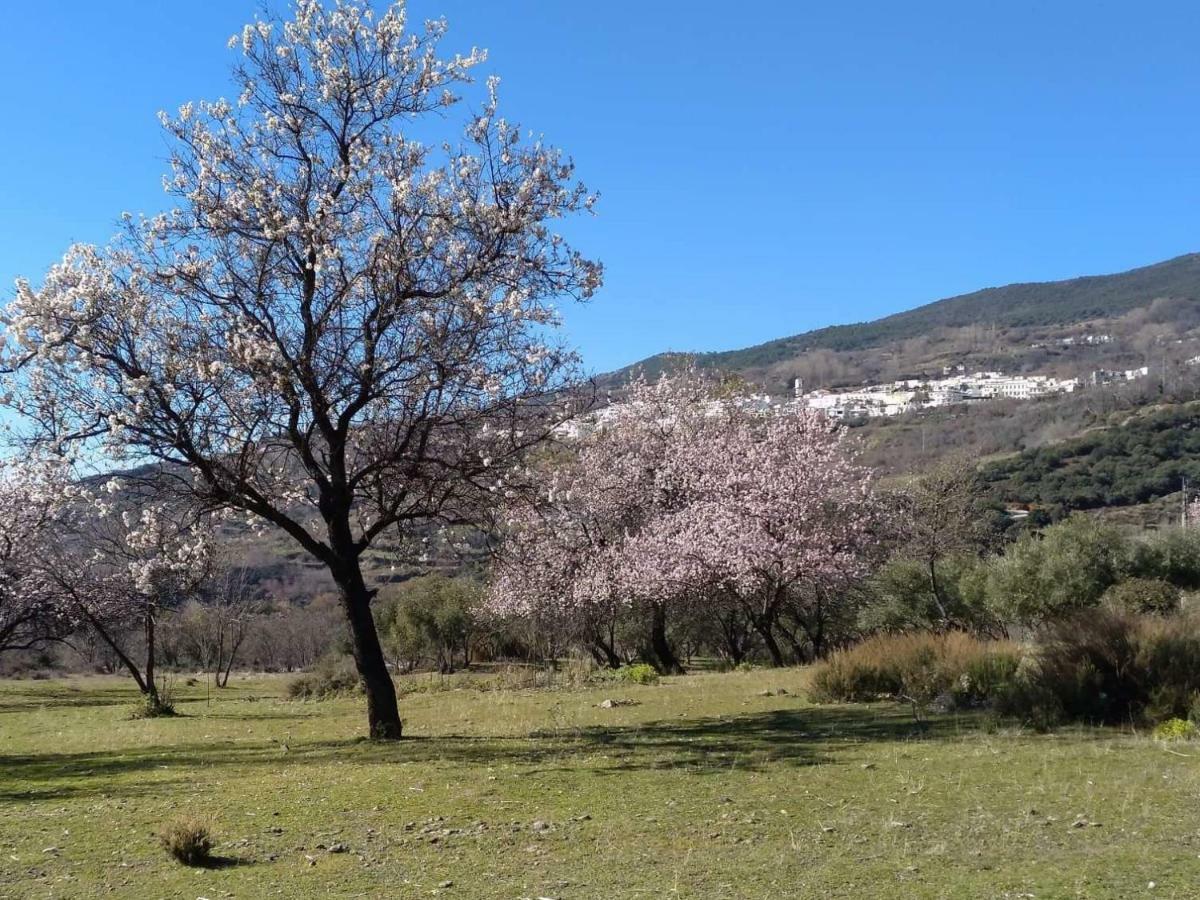 Castano Real *
